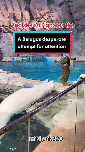 This captive Beluga tries EVERYTHING to get a trainer’s attention and a reward 💔 #beluga #captivity #marinepark #sufferingforyou #notyourentertainment #thanksbutnotanks #endcaptivity #endcaptivityofdolphinsandwhales #justanotheranimalactivist #foryoupage #foryou #fyp #viral #boost #blowthisup #repost