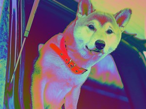 Shiba Inu Jumps 70% to Surpass Market Value of Robinhood – Where It’s Not (Yet) Listed