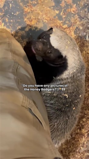 Why of course we do… 📸🦡 #honeybadger #badger | honey badgers