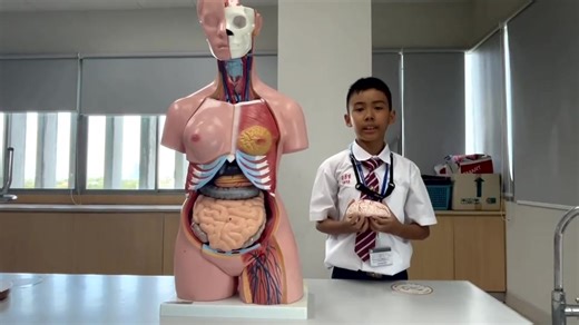 🧠✨ Congratulations to Peerawich Thongsatit – Silver Medal Winner at “Science News Communicator 2025”! ✨🧠 [กรุณาติดตามภาษาไทยด้านล่าง] Assumption College English Program (ACEP) proudly congratulates Mr Peerewich Thongsathit, a Primary 4 student, for his outstanding achievement in winning the Silver Medal at the Science News Communicator 2025 (English Category – Preliminary Round) 🎉 Peerewich impressed the judges with his presentation on 🧩 “The Brain: An Organ That Works Constantly” The compet