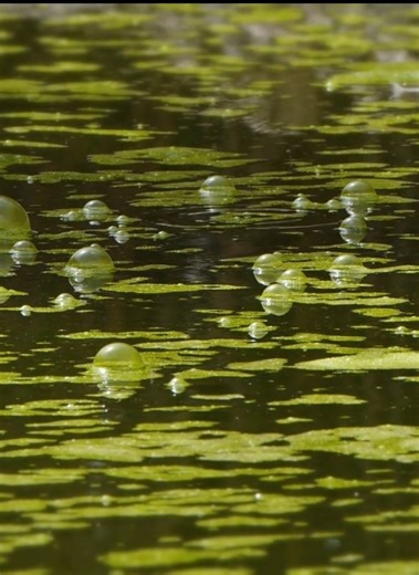 Engaging Nature and Science Facts for Curiosity