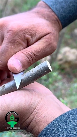 612K views · 1.1K reactions | Persimmon tree grafting | Plant grafting | Best grafting technique #fruit #bonsai #grafting #diy #reels | Easy Grafting Techniques | Facebook