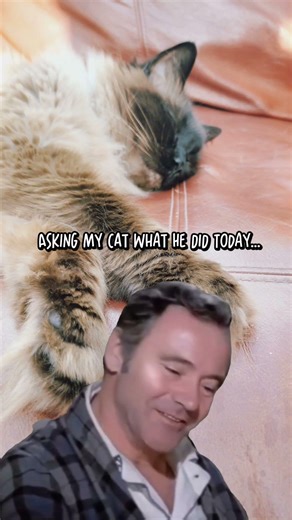 My sassy Ragdoll cat....#ragdoll #catmemes #funny #catlovers