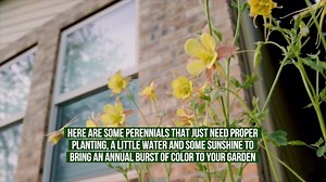 Easy Spring Flower Growing Tips for Gardening Beginners