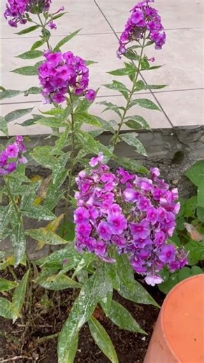 Hummingbird Hawk-Moth Visiting Flowers One by One
