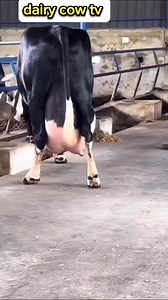 #cow #dairyfarm #dairy_farming #modern_dairy_farming #modern_agriculture #agricultural_machines #amazing_technology #advance_technology #modern_technolog | cow tv
