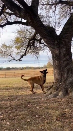This Dog Can Actually Climb Trees #animals #unbelievable #shorts