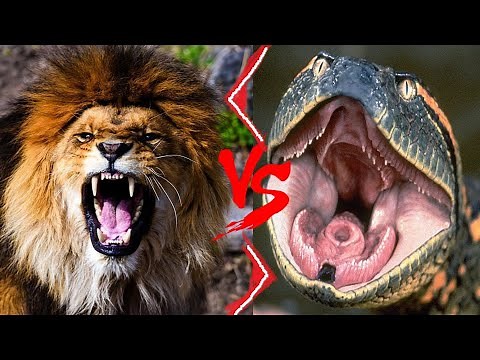 Lion VS Anaconda || African Lion VS Green Anaconda Who Would Win