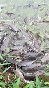 The Sweetest Part of Fish Farming 🐟❤️ #fishfarm #asfarmingph #fypreels #hitofarming #HitoBusiness #farmingph #fyp #reels #viralreelsシ #Hito #catfish #farmlife | As Farming Philippines