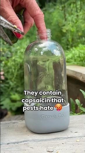 Make this hot pepper spray to repel spider mites from your garden🪳❌#garden #spidermites #pests