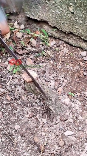 976K views · 6.6K reactions | How to graft short grape trees | Saepul Rahman | Facebook