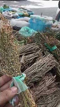 Pásame la Planta del Mastuerzo (Lepidium virginicum) tambien conocida como lentejilla y Chilillo.