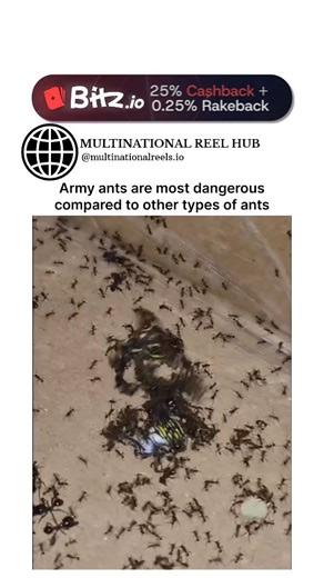 🌍 MULTINATIONAL REELS HUB on Instagram: "The post features a 32-second video highlighting the extreme power and biology of army ants — some of the most efficient predators in the insect world. Their jaws act like living scissors, snapping shut with incredible force. In some nomadic African tribes, the jaws of certain army ant species are even used as natural surgical staples to close wounds. Once they bite down, the head is removed, leaving the locked mandibles holding the skin together. A colo