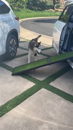 Do you have an older dog 🐕 who is struggling to get into the car or truck? Ramps are an amazing way to help give a senior dog their joy rides without discomfort. There are different kinds of ramps, but we found our beloved 14 year old Legend, preferred one with turf grass enabling him to get a better grasp. It can take dogs a little getting used to but ramps can greatly improve their quality of life ❤️. You can use ramps to help dogs get on the bed or couch or climb the stairs. Has anyone else 
