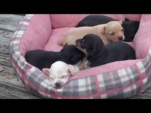 Sam's 3 Week Old Chihuahua Pups for Sale, Fredericksburg,VA