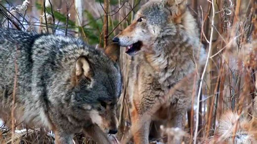 What makes wolves so powerful – and so misunderstood