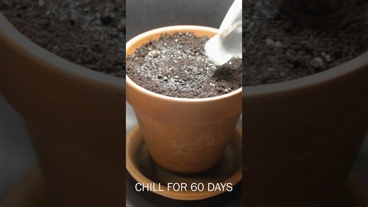 Allium bulb growing time lapse