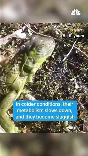 Why do iguanas collapse in the cold in Florida?