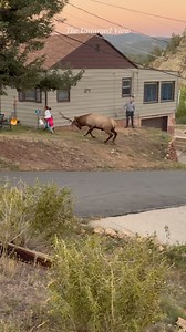 ⚠️ Sound on for the scream. This never should’ve happened. Slow motion in this video shows the true terror in this moment. During last year’s elk rut, this family was sternly warned not to approach a fired-up bull in pursuit of a cow in estrus. They ignored the warning to get a closer look—and got charged. 3 of the 4 were chased. No one was hurt. But it could’ve ended much worse. Wildlife is not here for your selfies. Respect the rut. Keep your distance. #respectwildlife #safedistancing #elkrut 