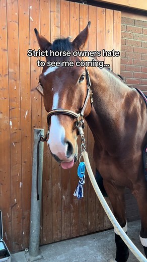 Lessi's Exciting New Toy Adventure