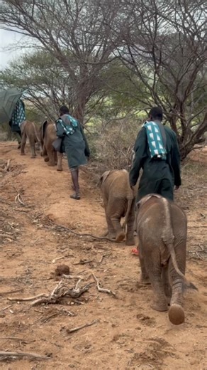Reteti Elephant Sanctuary on Instagram: "We have some very special news to share ✨ Over the past three months, we have welcomed several tiny new baby elephants into our care. Each of these precious calves was heartbreakingly orphaned – through separation from their families, falling into wells, or poaching – but thanks to the dedication of the @Reteti team, with support from The @SararaFoundation, @KenyaWildlifeService, @SaveTheElephants, and the Namunyak community, they were rescued and safely 
