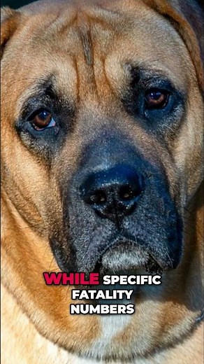 American Bulldog & Bullmastiff: Dangerous Breeds?