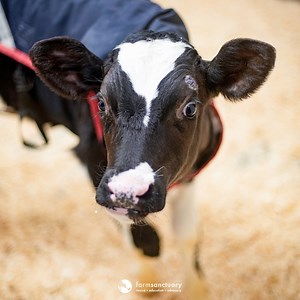 13K reactions · 5.6K shares | Leigh calf was one of the lucky ones. On the ride from a dairy farm to a veal processing plant, his life took an unexpected turn: | Farm Sanctuary | Facebook