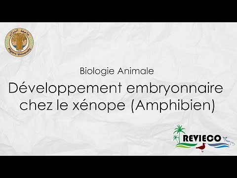 Développement embryonnaire chez le Xénope - Amphibien (Cours°4)