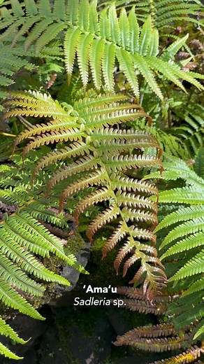 Shining the spotlight on a few of Hawaiʻi's beautiful native ferns 💚 We often associate Hawai‘i with vibrant flowers and tall palm trees, but did you know that ferns actually outnumber these plants in our native ecosystems? Since 2007, our fern lab has been one of the few botanical research centers dedicated to the study and propagation of Hawaiian ferns. Through research and propagation efforts, we aim to restore and protect the diverse fern species that are crucial to the health of Hawaiʻi's