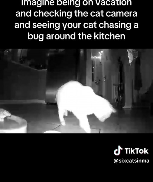 Cat's Bug Chase: A Vacation Surprise