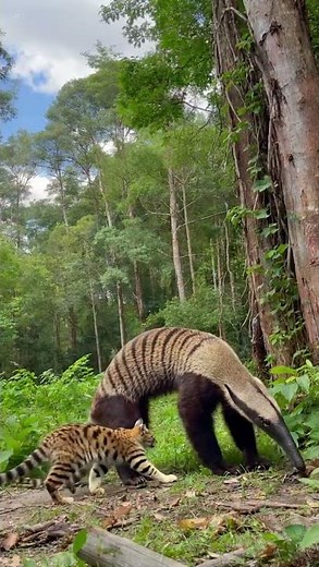 Giant Anteater vs Ocelot – Clash of the Amazon