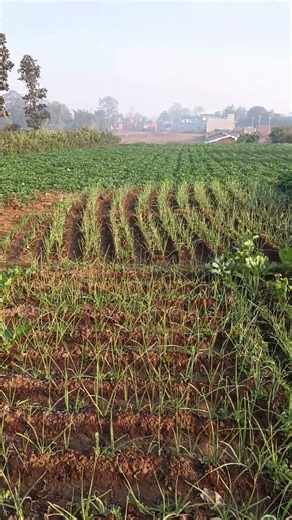 my farmi farming 🧺 hai