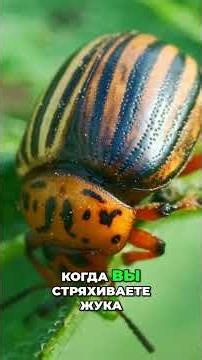 Как обмануть колорадского жука — неизвестные факты