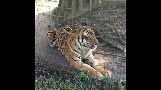 YOU CAN Make A Difference!! Stopping abuse starts with ending the root causes! Go to BigCatAct.com It is EASY & QUICK | Big Cat Rescue