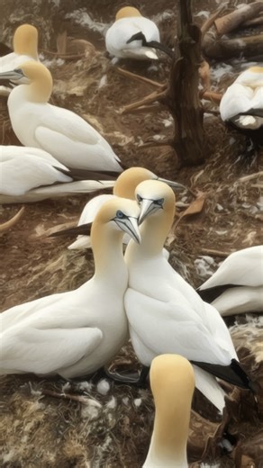 Amazing northern gannet nest rituals you have to see!
