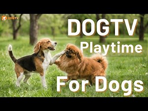 Bored Dog? Try This 👀 | Short & Fun Stimulation Video for Dogs | DOGTV