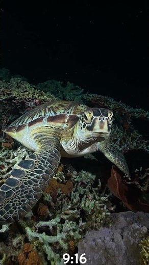 Why I trust the DJI Action 6 for night dives #actioncamera #diving