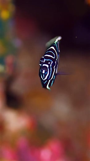 5.5K views · 306 reactions | The mesmerizing patterns of a Juvenile Emperor Angelfish. : @moodhumeehaa | Diving Specials | Facebook