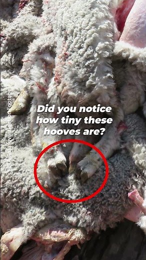 Did you know that babies died for the shearling in your Ugg boots? 💔