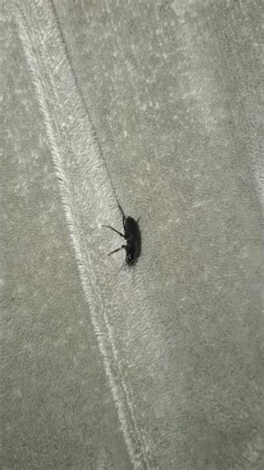 When a Fast Beetle Has Reduced Its Speed (11/04/25) #ZoologyTimewithLarry