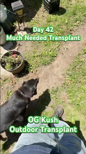 OG Kush Outdoor Transplant Day 42! | 06.03.2025