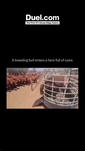 How Things Look on Instagram: "When a breeding bull enters a farm full of cows, the entire atmosphere changes almost instantly. The cows become alert, curious, and often excited, while the bull moves with a sense of dominance and purpose. Farmers watch carefully during this time, as introducing a bull is a crucial step in maintaining healthy breeding cycles and ensuring the next generation of livestock. The bull, selected for his strength, genetics, and temperament, will usually spend time famil