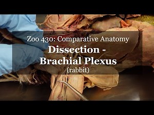 Rabbit Dissection: Brachial Plexus