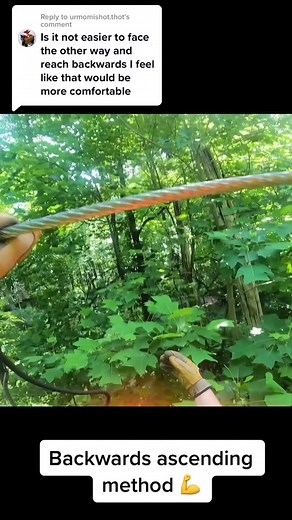 Tree Climbing Techniques: Safety and Gear Tips