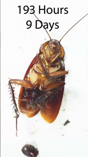 How many days can a cockroach survive without food and water?