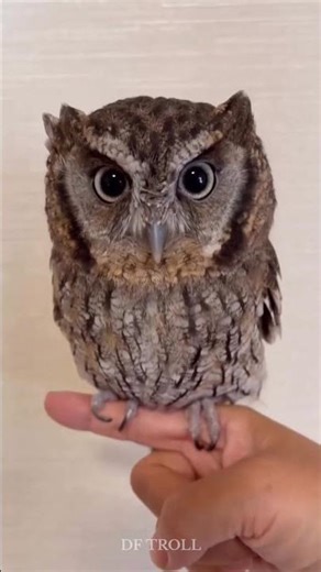 Insects Transformation!!