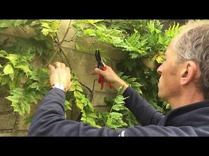 Simple Guide- Pruning a Climbing Wisteria plant