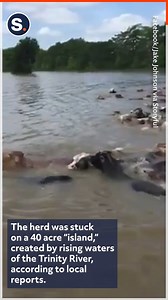 Cowboys and volunteers saved over 500 cattle stranded by flooding in Liberty, Texas. | storyful