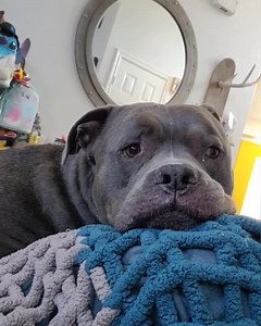 629K views · 10K reactions | The biggest bath time baby  #meanmommy  #sistertotherescue  #agirlandherdog #somuchlove #dontbullymybreed #thebigLebowski #endBSL #bathtime #cuddlemonsters #ScarleysBowski {Arctic Monkeys - Baby I'm Yours} | Scarley's World | Facebook