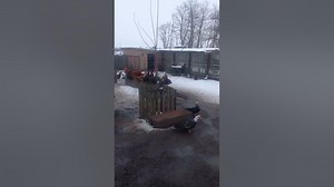 Can ducks and chickens be together?shorts